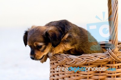 Domestic Dog Jumps Out Of Basket Stock Photo