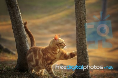 Domestic Orange Fur Cat Relaxing In Park With Beautiful Morning Ight Stock Photo
