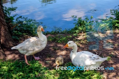 Domesticated Geese Living Wild In Roath Park Stock Photo