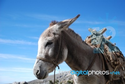 Donkey Stock Photo