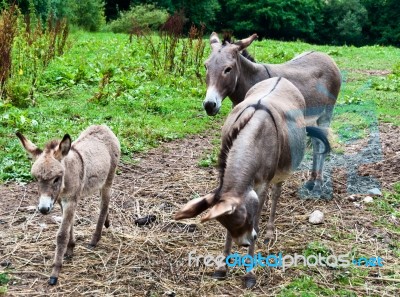 Donkey Family Stock Photo