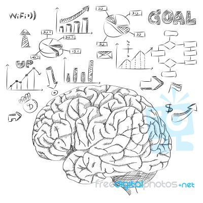 Doodle Human Brain With Infographic Diagram Stock Image