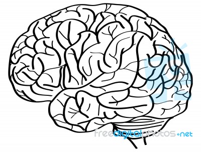 Doodle Uman Brain Outline Sketched Up Stock Image