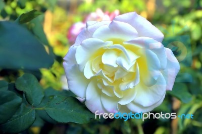 Double Delight Rose Stock Photo