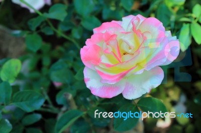 Double Delight Rose Stock Photo