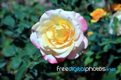 Double Delight Rose Stock Photo
