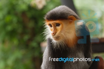Douc Langur Monkey Pygathrix Nemaeus Stock Photo