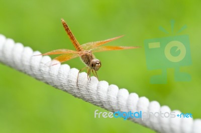 Dragonfly Stock Photo