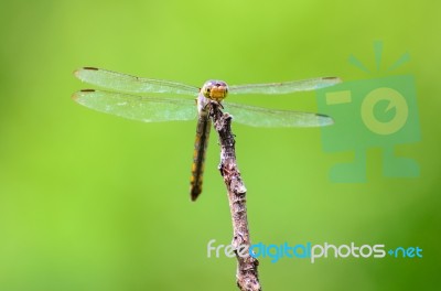 Dragonfly In Nature Stock Photo