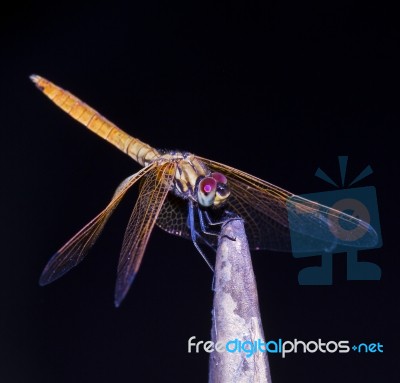 Dragonfly On Black Background Stock Photo