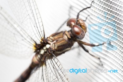 Dragonfly On White Curtain Stock Photo