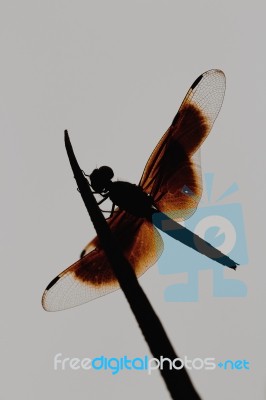 Dragonfly Shilluette Stock Photo