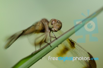 
Dragonfly Wings Perched On Twigs Warm Sunshine Stock Photo