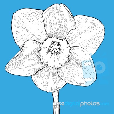 Drawing And Sketch Flower With Black Line-art On Blue Background… Stock Image