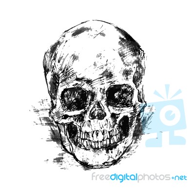 Drawing Human Skull On White Stock Photo