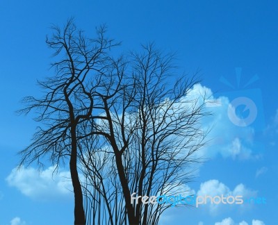 Drawing Of Acacias On A Sky Background Stock Image