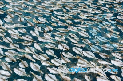 Dried Fish Stock Photo
