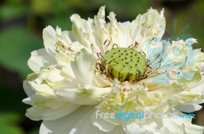 Dried Lotus Death Central Swamps Sun Burn Stock Photo