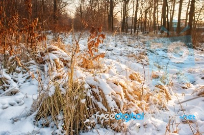 Dry Grass Covered With Snow Stock Photo
