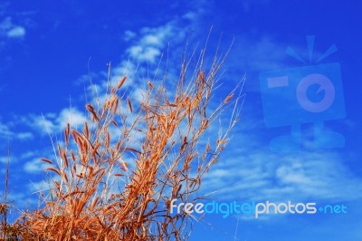 Dry Grass With The Blue Sky Stock Photo