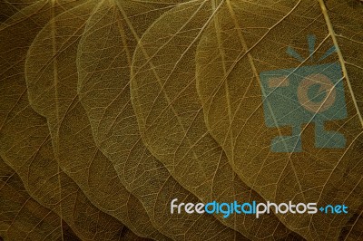 Dry Leaf Background Stock Photo