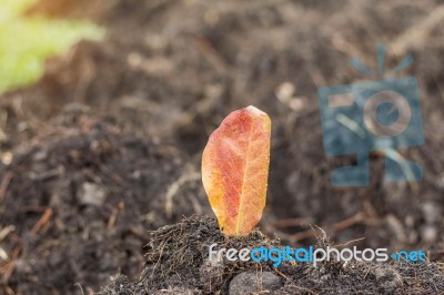 Dry Leaves On Soil Stock Photo