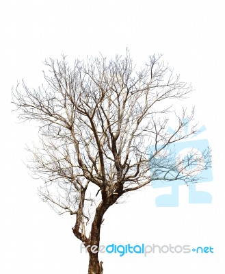 Dry Tree Isolated On White Background Stock Photo