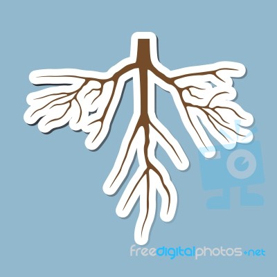 Dry Tree With Root Stock Image Dry Tree With Root Stock Image