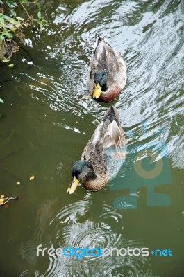 Duck Stock Photo
