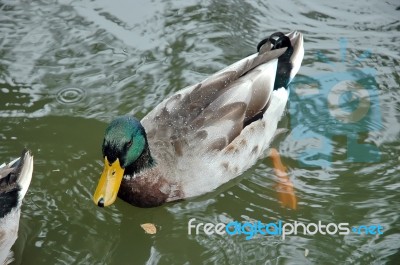 Duck Stock Photo