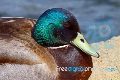 Duck Stock Photo