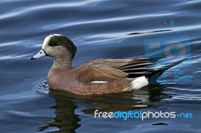 Duck Stock Photo