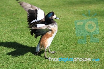 Duck Flapping His Wings Stock Photo