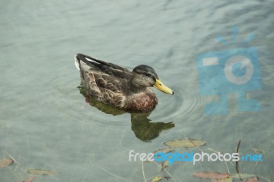 Duck Swimming In Lake Stock Photo