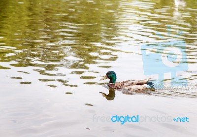 Duck Swimming On The Lake Stock Photo