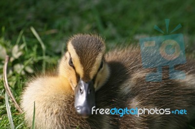 Duckling Stock Photo