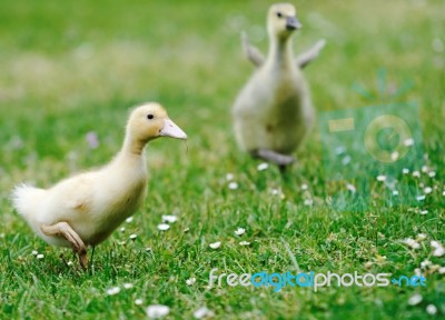 Duckling Stock Photo