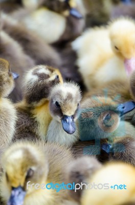 Ducklings For Sale Stock Photo