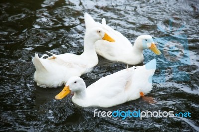 Ducks Are Swimming In The Water Stock Photo