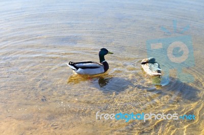 Ducks In The Water In Lake, Spring Sunny Day Stock Photo