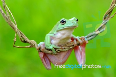 Dumpy Frogs, Dumpy Tree Frogs On Twigs Stock Photo