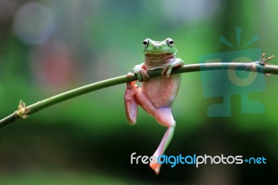 Dumpy Frogs, Dumpy Tree Frogs On Twigs Stock Photo