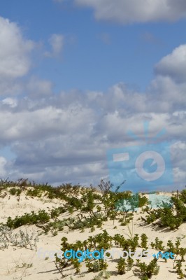 Dune Flora Landscape Stock Photo