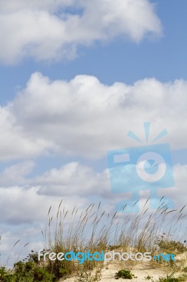 Dune Flora Landscape Stock Photo
