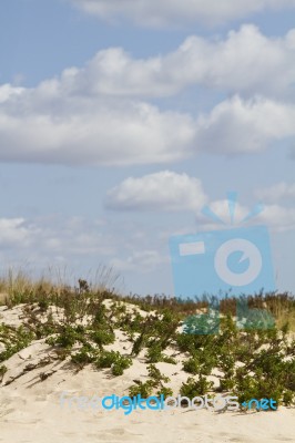 Dune Flora Landscape Stock Photo