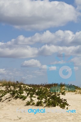 Dune Flora Landscape Stock Photo