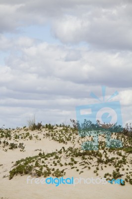 Dune Flora Landscape Stock Photo