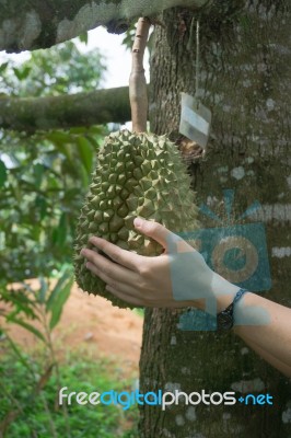 Durian Stock Photo
