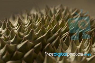 Durian Stock Photo