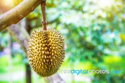 Durian On Tree Stock Photo